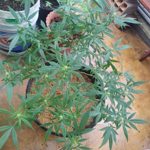 Purple punch x Lemon Haze # 4 growlog timeline photo