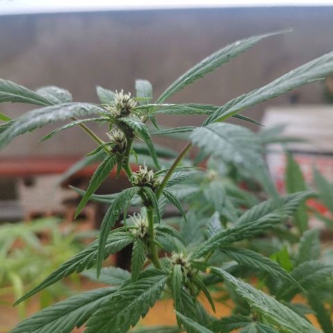 Purple punch x Lemon Haze # 4 growlog timeline photo