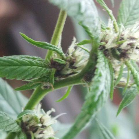 Purple punch x Lemon Haze # 4 growlog timeline photo