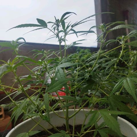 Purple punch x Lemon haze #1 growlog photo: Hace ya unos 4 días empezaron a aparecer en los inicios de flor los colores morados y púrpura rojizo característicos de la genética madre pruple punch