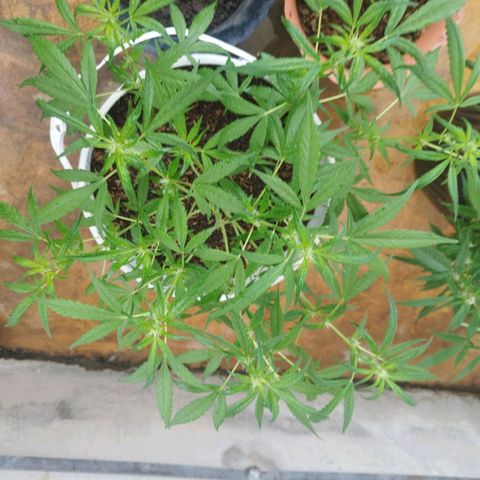Purple punch x Lemon haze #1 growlog photo: Hace ya unos 4 días empezaron a aparecer en los inicios de flor los colores morados y púrpura rojizo característicos de la genética madre pruple punch