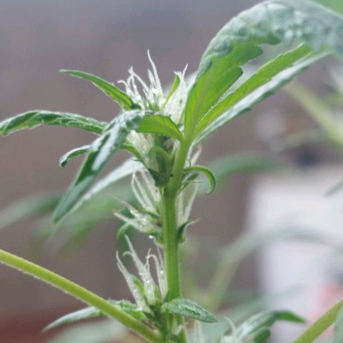 Purple punch x Lemon haze #1 growlog photo: Hace ya unos 4 días empezaron a aparecer en los inicios de flor los colores morados y púrpura rojizo característicos de la genética madre pruple punch