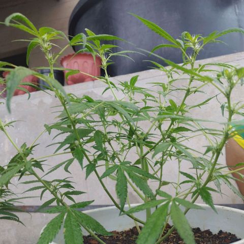 Purple punch x Lemon haze #1 growlog photo: Hace ya unos 4 días empezaron a aparecer en los inicios de flor los colores morados y púrpura rojizo característicos de la genética madre pruple punch