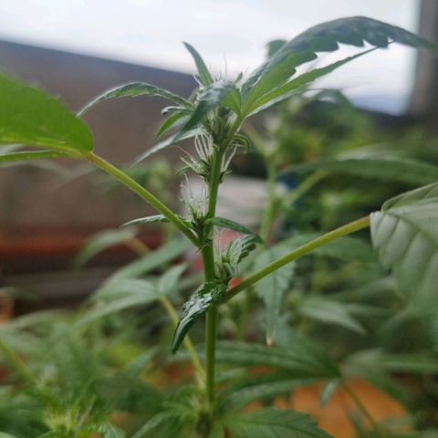 Purple punch x Lemon haze #1 growlog photo: Hace ya unos 4 días empezaron a aparecer en los inicios de flor los colores morados y púrpura rojizo característicos de la genética madre pruple punch