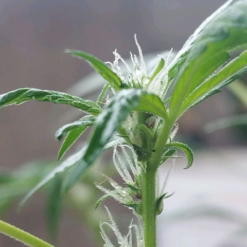 Purple punch x Lemon haze #1 growlog photo: Hace ya unos 4 días empezaron a aparecer en los inicios de flor los colores morados y púrpura rojizo característicos de la genética madre pruple punch
