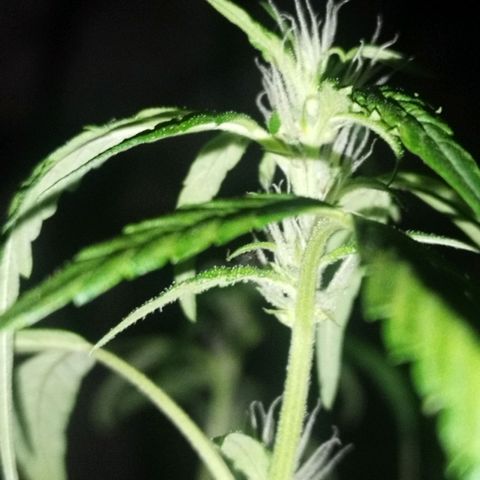 Purple punch x Lemon haze #1 growlog timeline photo