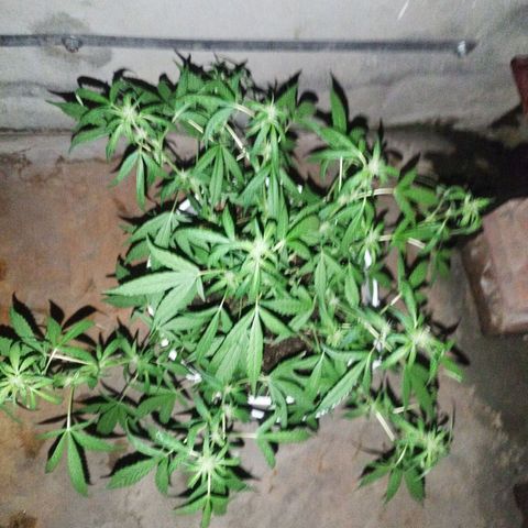 Purple punch x Lemon haze #1 growlog timeline photo