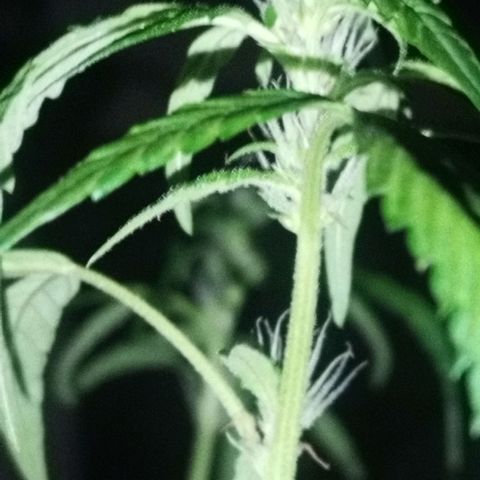 Purple punch x Lemon haze #1 growlog timeline photo