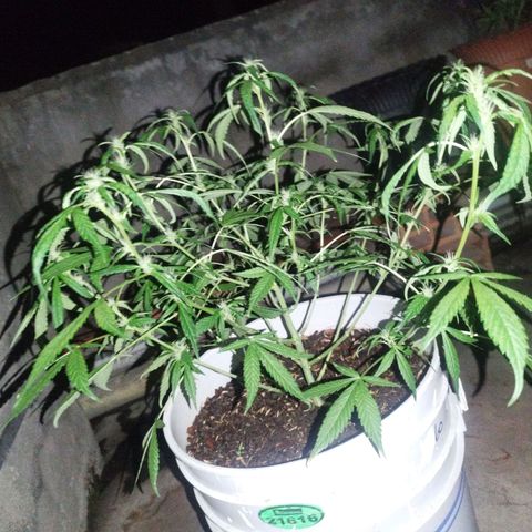 Purple punch x Lemon haze #1 growlog timeline photo