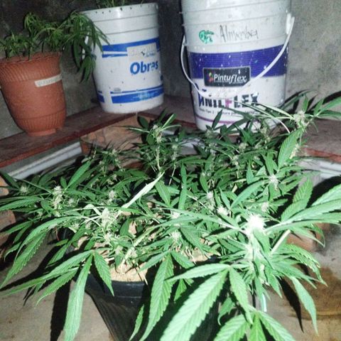 Purple punch x Lemon Haze # 4 growlog timeline photo