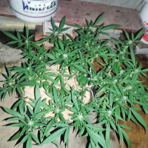 Purple punch x Lemon Haze # 4 growlog timeline photo