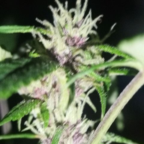 Purple punch x Lemon Haze # 4 growlog timeline photo