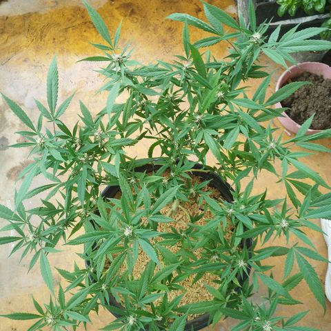 Purple punch x Lemon Haze # 4 growlog timeline photo