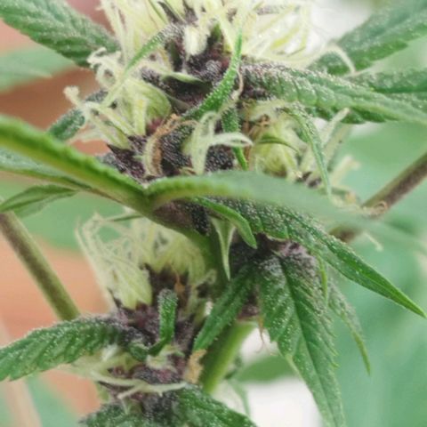 Purple punch x Lemon Haze # 4 growlog timeline photo