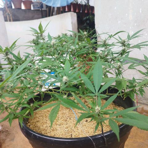 Purple punch x Lemon Haze # 4 growlog timeline photo