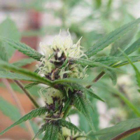 Purple punch x Lemon Haze # 4 growlog timeline photo