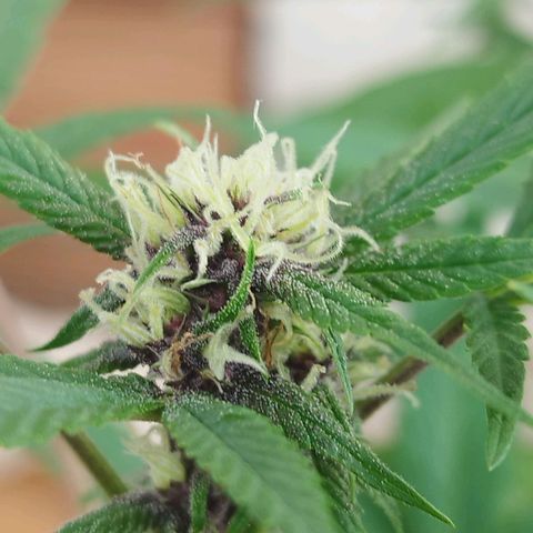 Purple punch x Lemon Haze # 4 growlog timeline photo