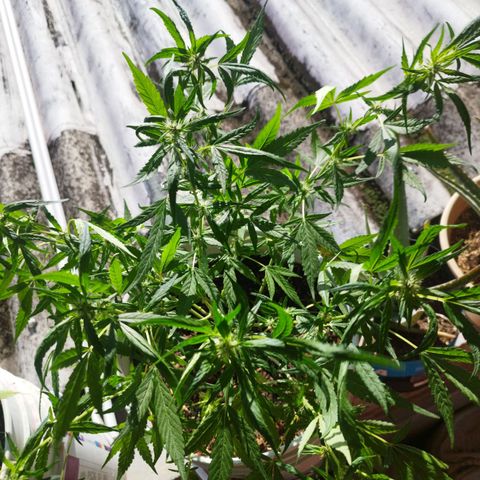 Purple punch x Lemon haze #1 growlog timeline photo