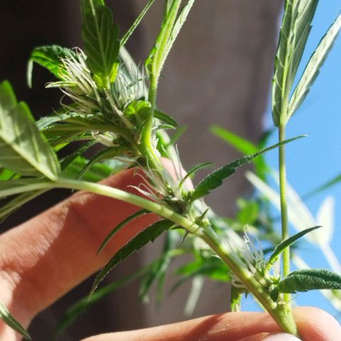 Purple punch x Lemon haze #1 growlog timeline photo