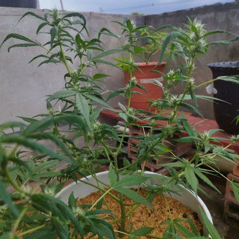 Purple punch x Lemon haze #1 growlog timeline photo