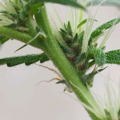 Purple punch x Lemon haze #1 growlog timeline photo