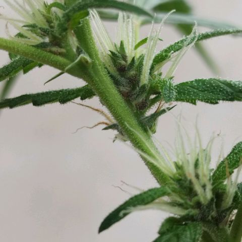 Purple punch x Lemon haze #1 growlog timeline photo