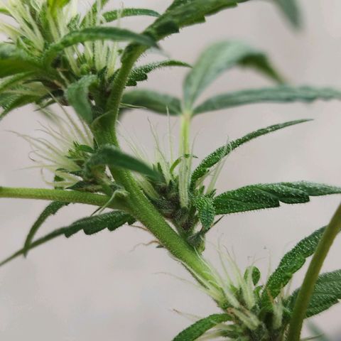 Purple punch x Lemon haze #1 growlog timeline photo