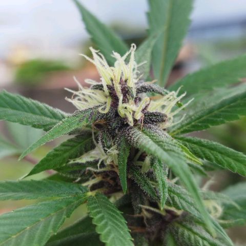 Purple punch x Lemon Haze # 4 growlog timeline photo
