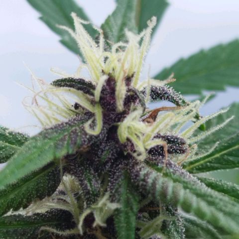 Purple punch x Lemon Haze # 4 growlog timeline photo