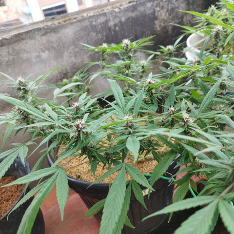 Purple punch x Lemon Haze # 4 growlog timeline photo