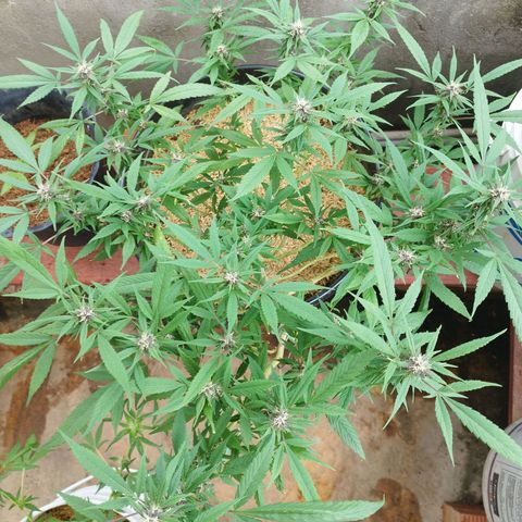 Purple punch x Lemon Haze # 4 growlog timeline photo