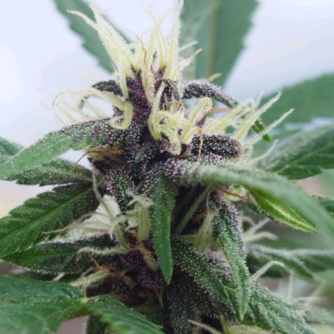 Purple punch x Lemon Haze # 4 growlog timeline photo