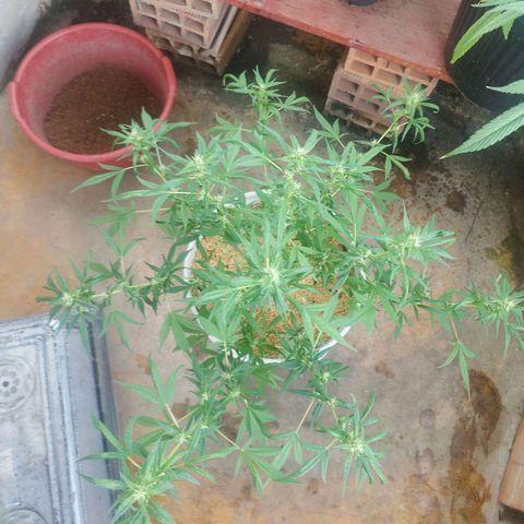 Purple punch x Lemon haze #1 growlog timeline photo