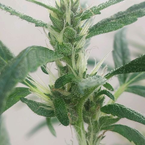 Purple punch x Lemon haze #1 growlog timeline photo