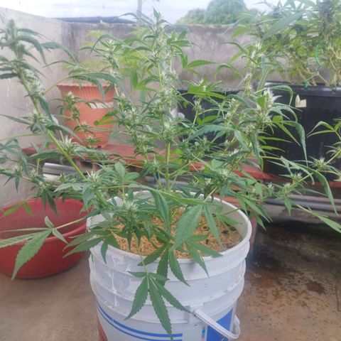 Purple punch x Lemon haze #1 growlog timeline photo