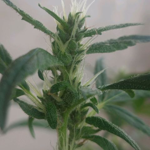 Purple punch x Lemon haze #1 growlog timeline photo
