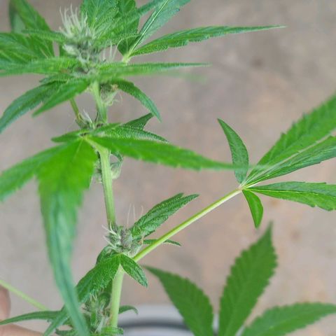 Purple punch x Lemon haze #1 growlog timeline photo