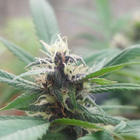 Purple punch x Lemon Haze # 4 growlog timeline photo