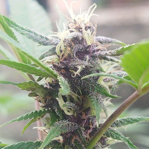 Purple punch x Lemon Haze # 4 growlog timeline photo