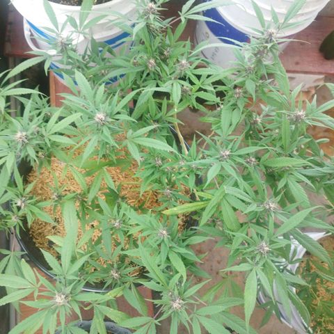 Purple punch x Lemon Haze # 4 growlog timeline photo
