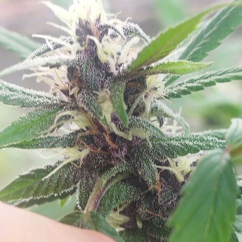 Purple punch x Lemon Haze # 4 growlog timeline photo