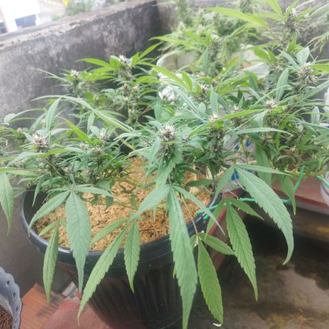 Purple punch x Lemon Haze # 4 growlog timeline photo