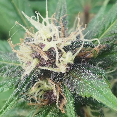 Purple punch x Lemon Haze # 4 growlog timeline photo