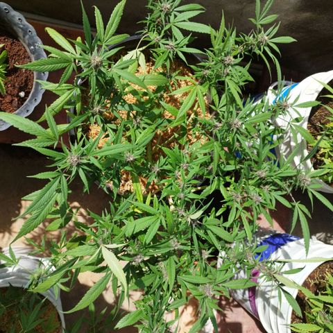 Purple punch x Lemon Haze # 4 growlog timeline photo