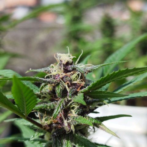Purple punch x Lemon Haze # 4 growlog timeline photo