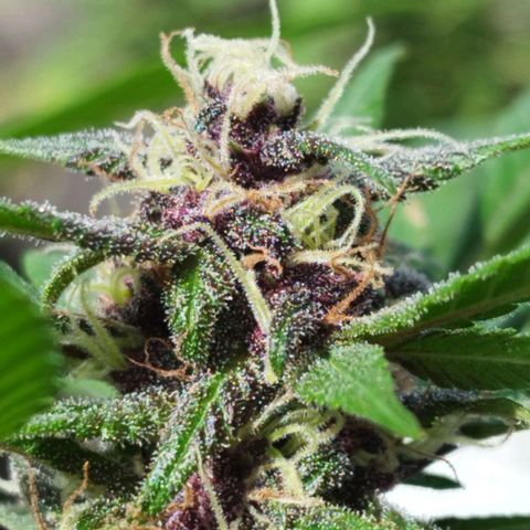 Purple punch x Lemon Haze # 4 growlog timeline photo