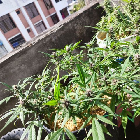 Purple punch x Lemon Haze # 4 growlog timeline photo