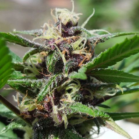 Purple punch x Lemon Haze # 4 growlog timeline photo