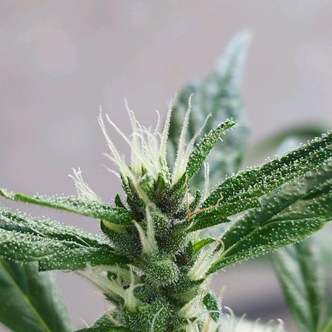 Purple punch x Lemon haze #1 growlog timeline photo