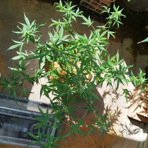 Purple punch x Lemon haze #1 growlog timeline photo
